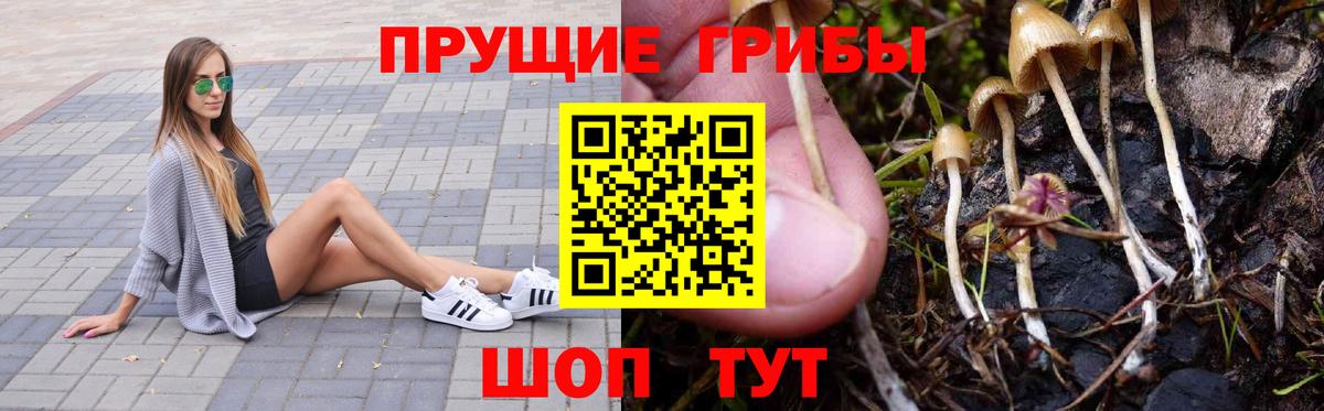 Псилоцибиновые грибы Psilocybine cubensis Зима